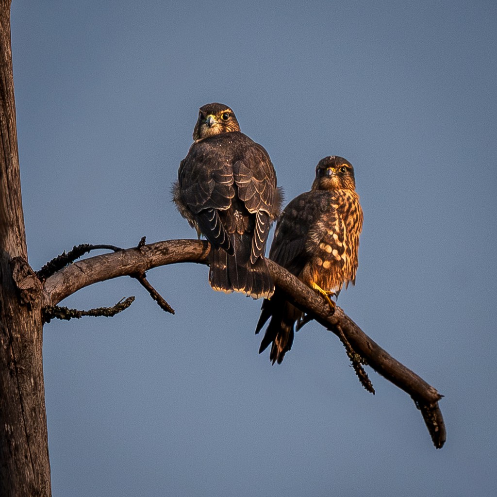 Two Merlins perched side by side on a bare pine branch against a clear blue sky at Breezy Point Cabins on Minnesota’s North Shore.