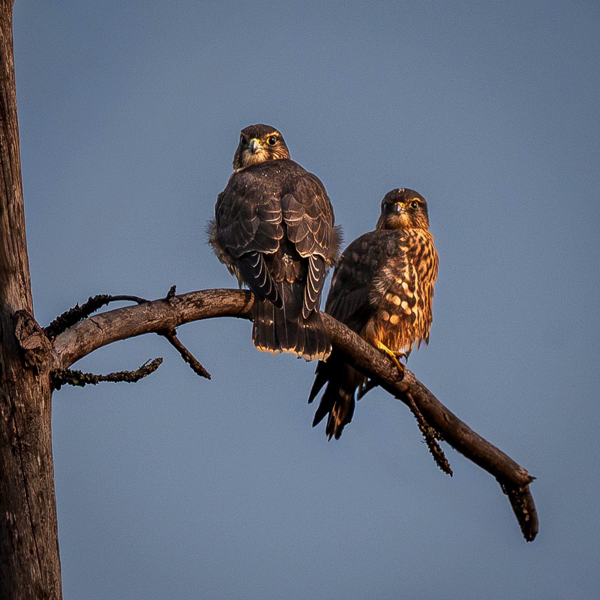 The Merlins of Breezy Point