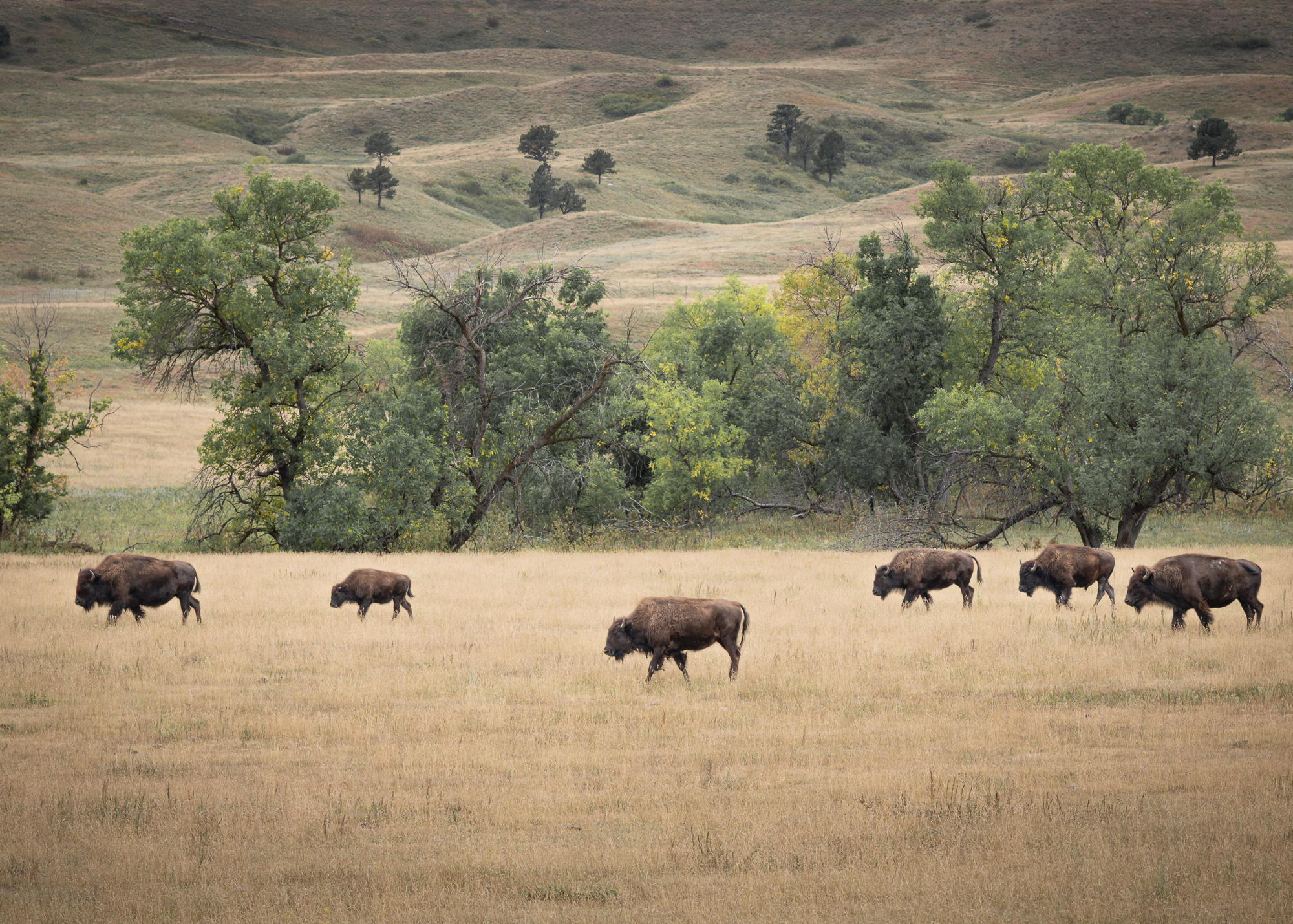 Bison of the Black Hills