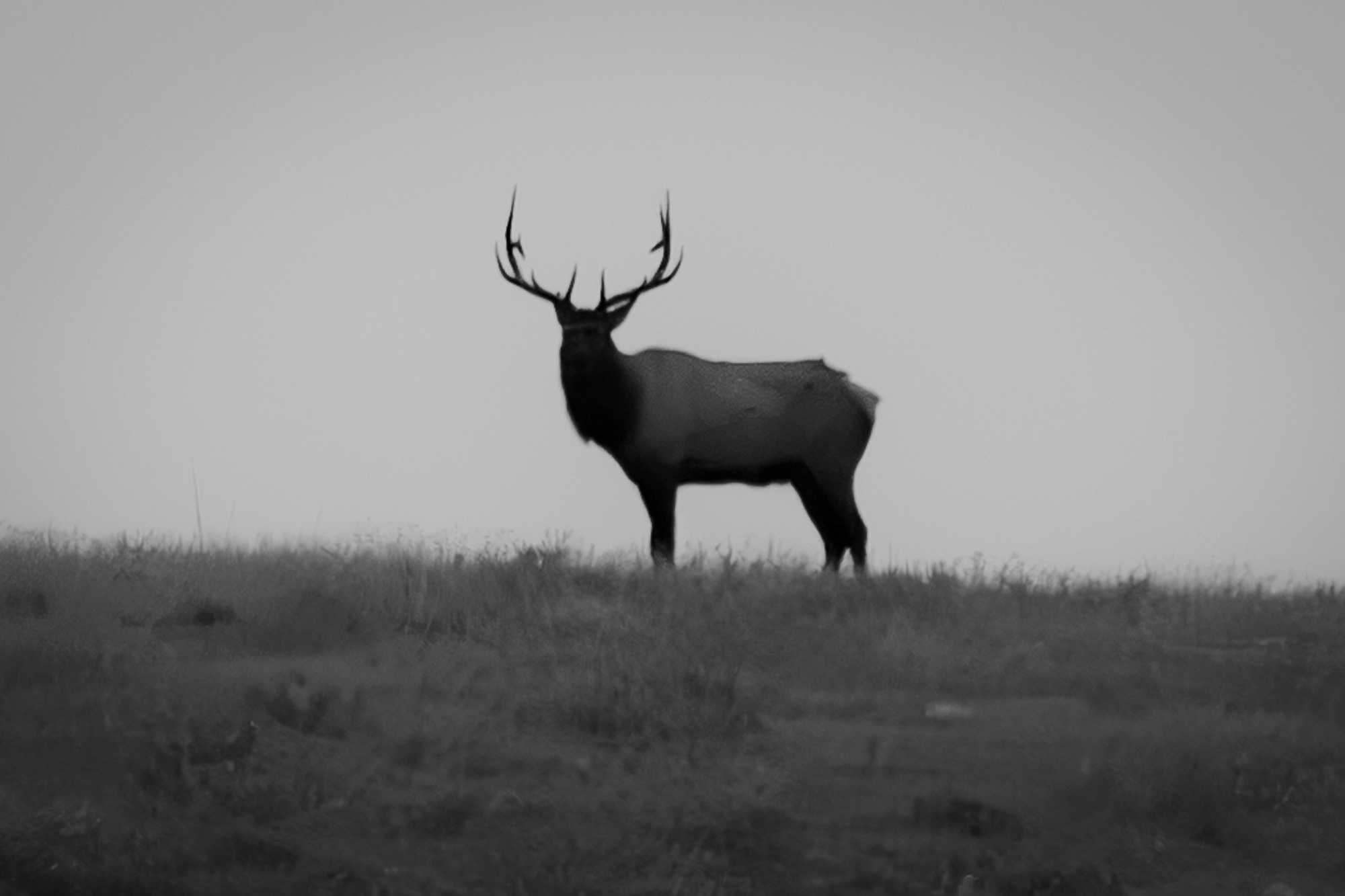 Elk of The Black Hills