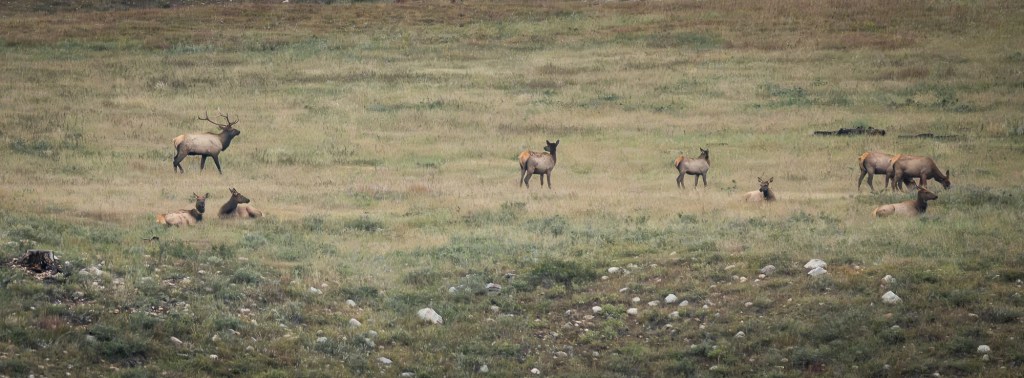 A herd of elk scattered across an open grassland in Custer State Park, with several resting in the grass while others graze and stand nearby.