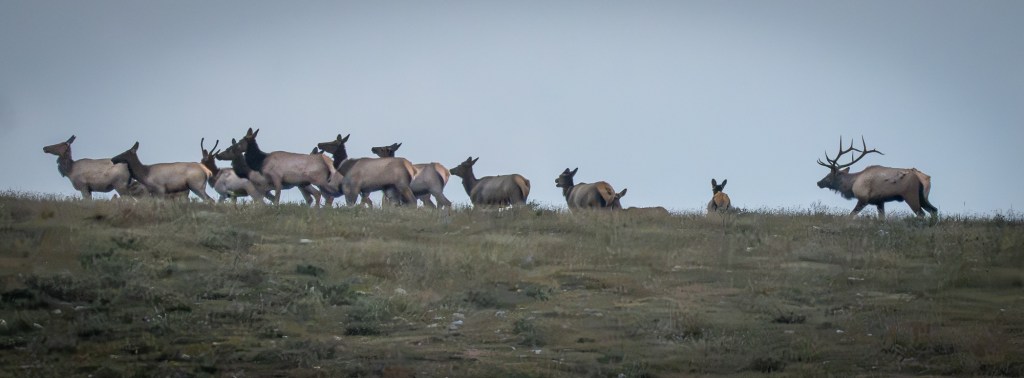 A herd of elk moving along a grassy ridge beneath a pale blue sky, with a large bull elk standing apart from the herd at right.